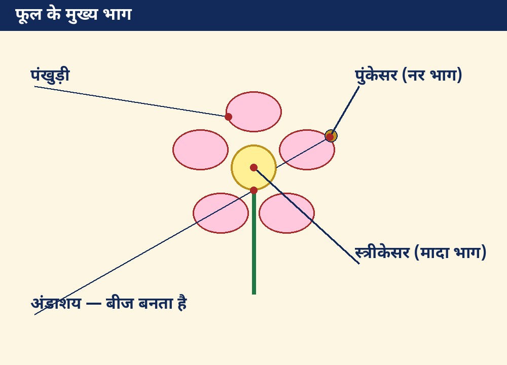 जीव जनन कैसे करते हैं के लिए लेबल वाला चित्र