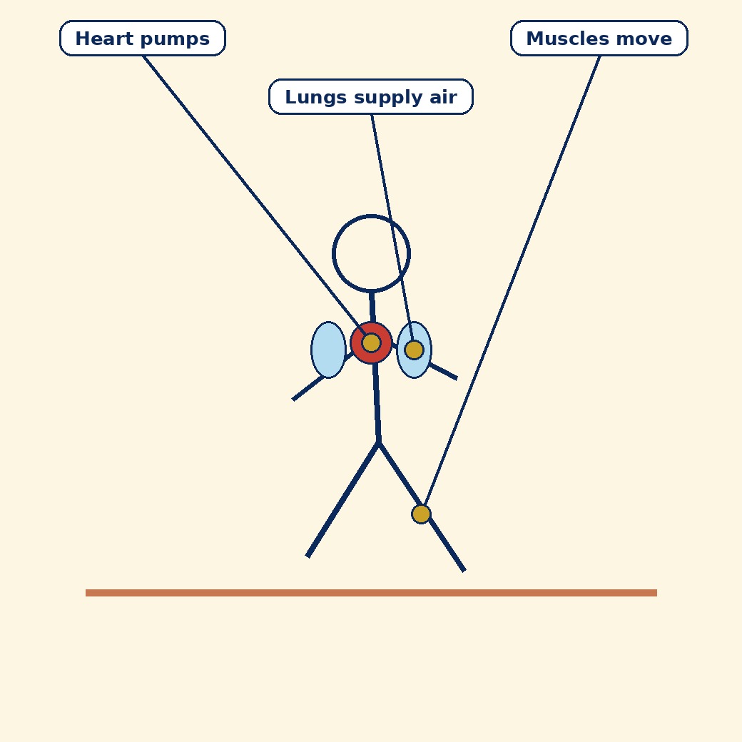 Labelled schematic for Chapter 3: Physical and Physiological Aspects of Physical Education and Sports