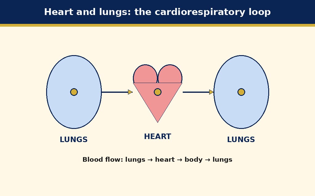 Labelled schematic for Cardiorespiratory System