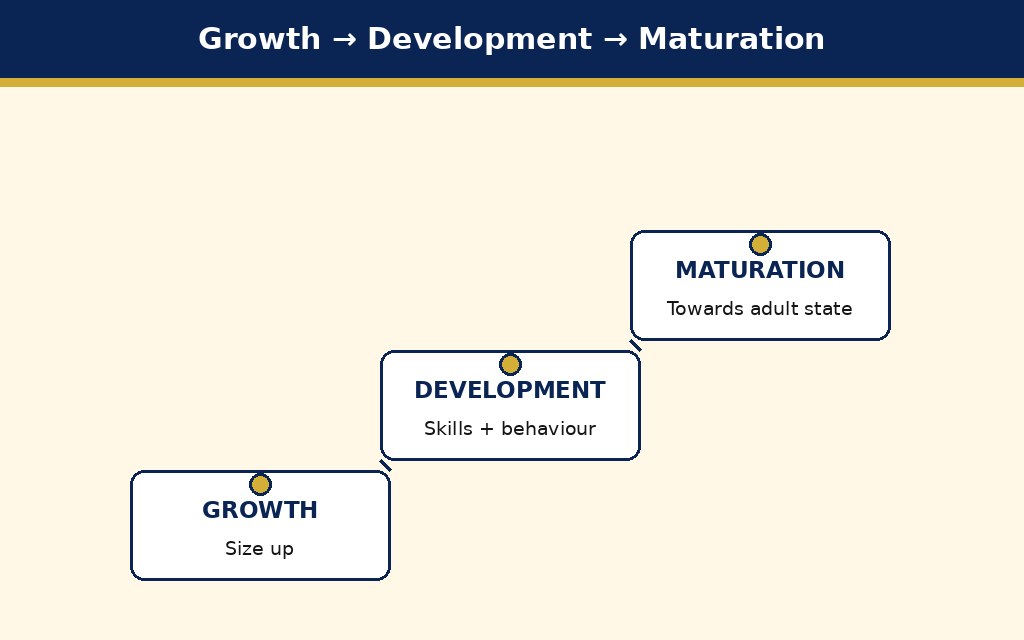 Labelled schematic for Growth, Development, and Maturation